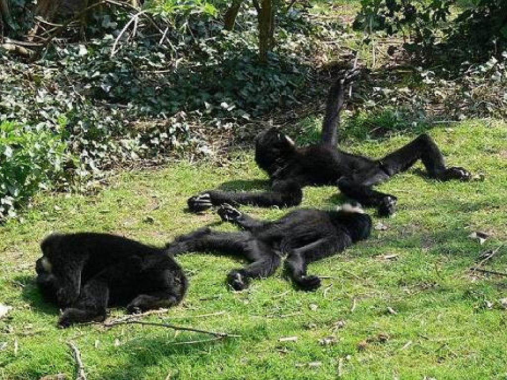 149 BIO PARC DE DOUE LA FONTAINE 3- 2016_000042.jpg